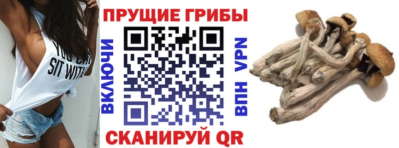 KRAKEN цены Хотьково Псилоцибиновые грибы GOLDEN TEACHER